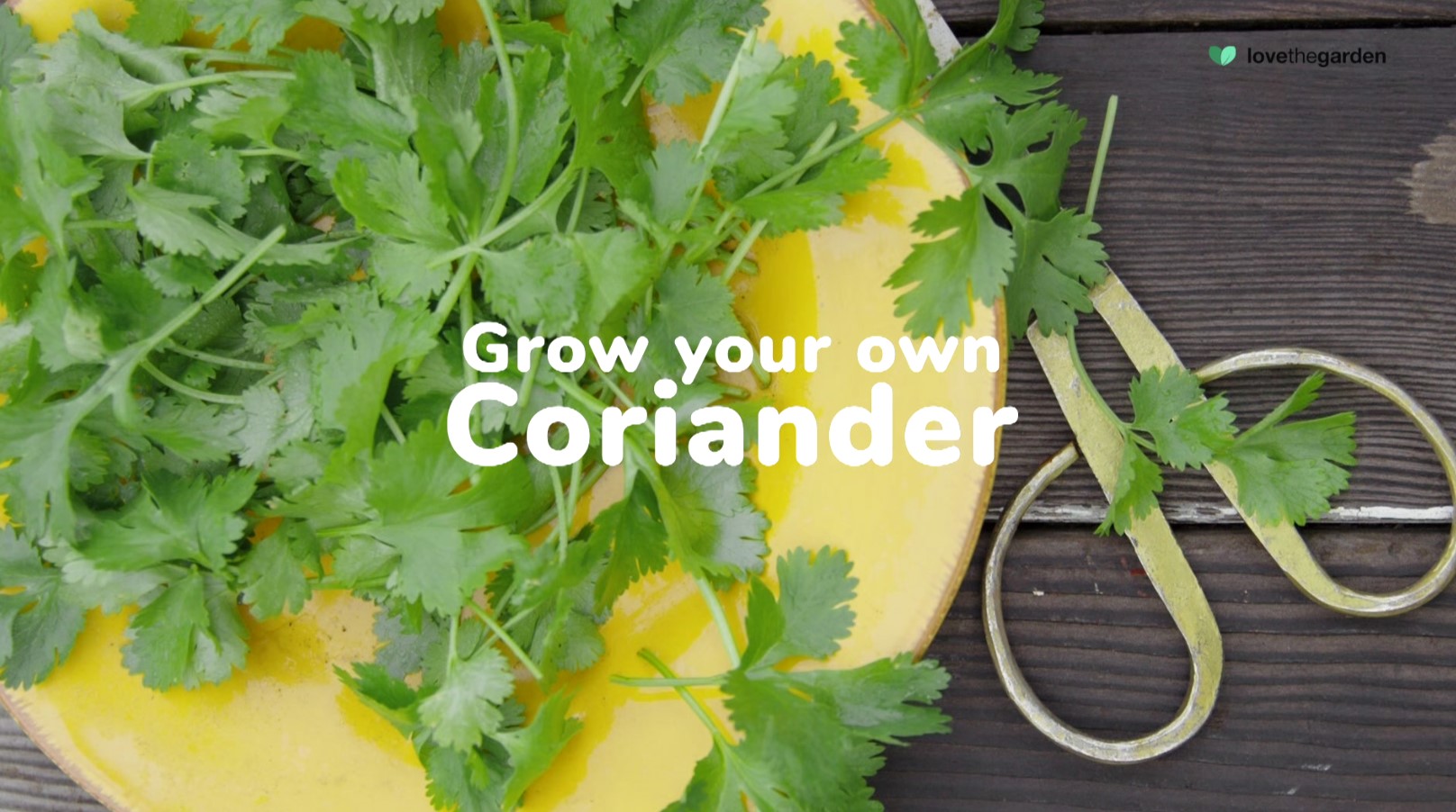 How to grow your own cucumbers Love The Garden