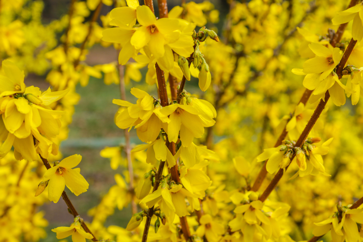 forsycje_1.png Uprawa forsycji