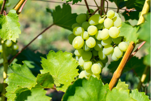 shutterstock_1500545180.jpg comment tailler les vignes