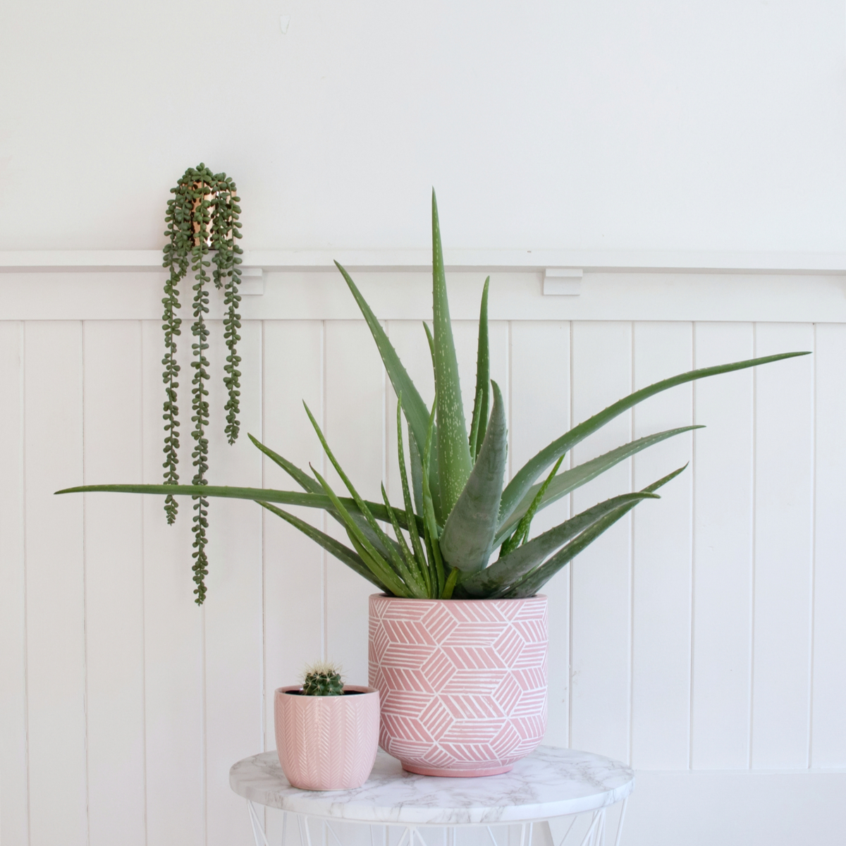 shutterstock_1725295066.jpg aloe vera