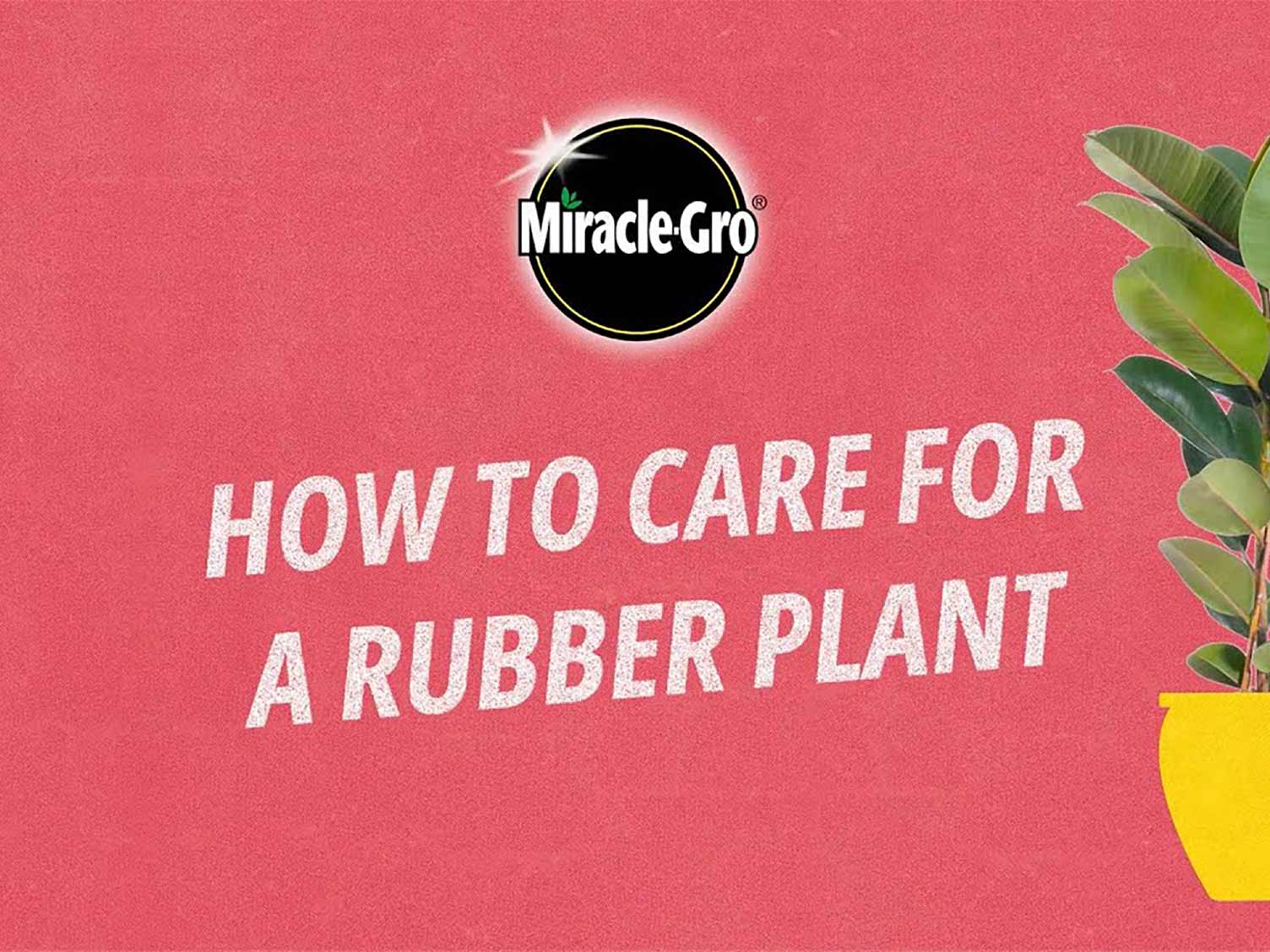 How To Plant A Tree Love The Garden