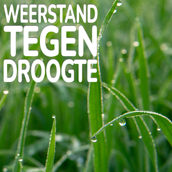 Substral Gazonmest All-In-One weerstand tegen droogte