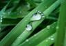 Wassertropfen Fußabdruck auf Blätter