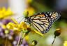 Schmetterling auf gelber Blume