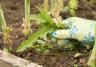 Comment désherber dans un potager