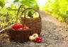 Les conseils de jardinage pour son potager