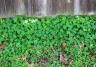 Comment éliminer le trèfle dans le jardin ?