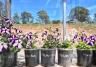 Our Best Potting Mix Yet 