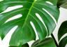 How to grow Monstera