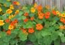 Orange Nasturtium on Border 