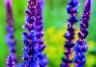 Salvias