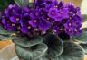 African Violet