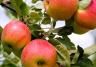 How to grow & care for apple trees