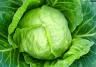 How to grow & care for cabbage
