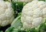 How to grow & care for cauliflower