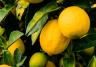 Common Citrus Pest & Disease