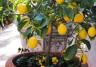 Companion Planting for Fruit & Citrus Trees