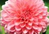 How to grow dahlia