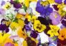 Edible Flowers