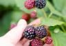 Harvesting Blackberries