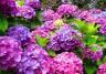 Hydrangea best varieties