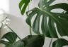 Why To Put Your Indoor Plants In The Rain