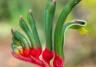 how to grow Kangaroo Paw
