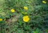 Close-up of yellow bindii flowers and leaves.   