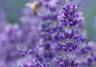 How to grow & care for lavender