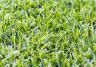 How To Grow & Care For Kikuyu Lawn