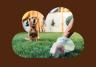Dog on Lawn