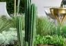 Top Plant & Garden Trends from Melb Flower Show