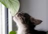 Pet-Friendly Indoor Plants