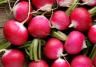grow radishes