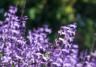 15 Shade Loving Plants That’ll Brighten Up Your Garden 