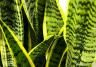 Snake Plant