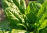 How to grow spinach