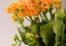 Colourful Indoor Plants For Your Home