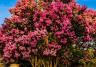 crepe myrtle tree