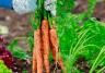 Tips For Growing Healthy Plants & Veggies