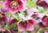 Winter Flowers