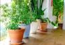 Entretien plantes d'intérieur: conseils faciles | Ilovemygarden