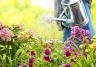 Bloemen water geven