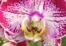 Exotische Schönheiten: Phalaenopsis