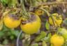 Kraut- und Braunfäule Tomaten