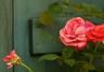 Mangelsymptome & Witterungseinflüsse an Rosen