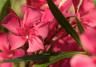 Oleander