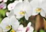 Orchideen und ihre Pflege