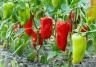 Paprika pflanzen, pflegen und ernten