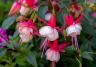 blühende Fuchsie